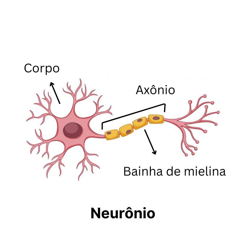 neuronio
